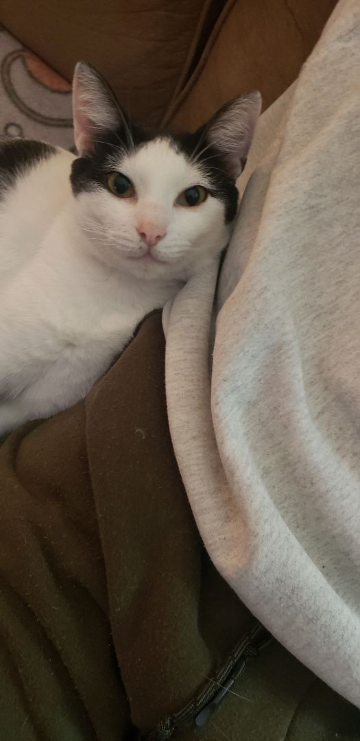 Enlarge Albert, a Adoptable Domestic Short Hair in Clarksville, IN image 1/4