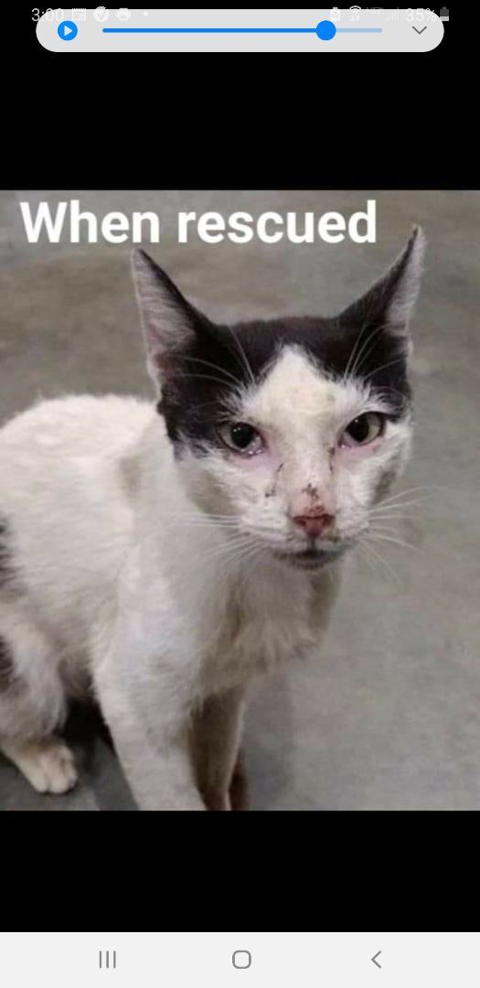 Enlarge Albert, a Adoptable Domestic Short Hair in Clarksville, IN image 2/4