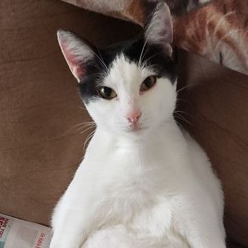 Enlarge Albert, a Adoptable Domestic Short Hair in Clarksville, IN image 4/4