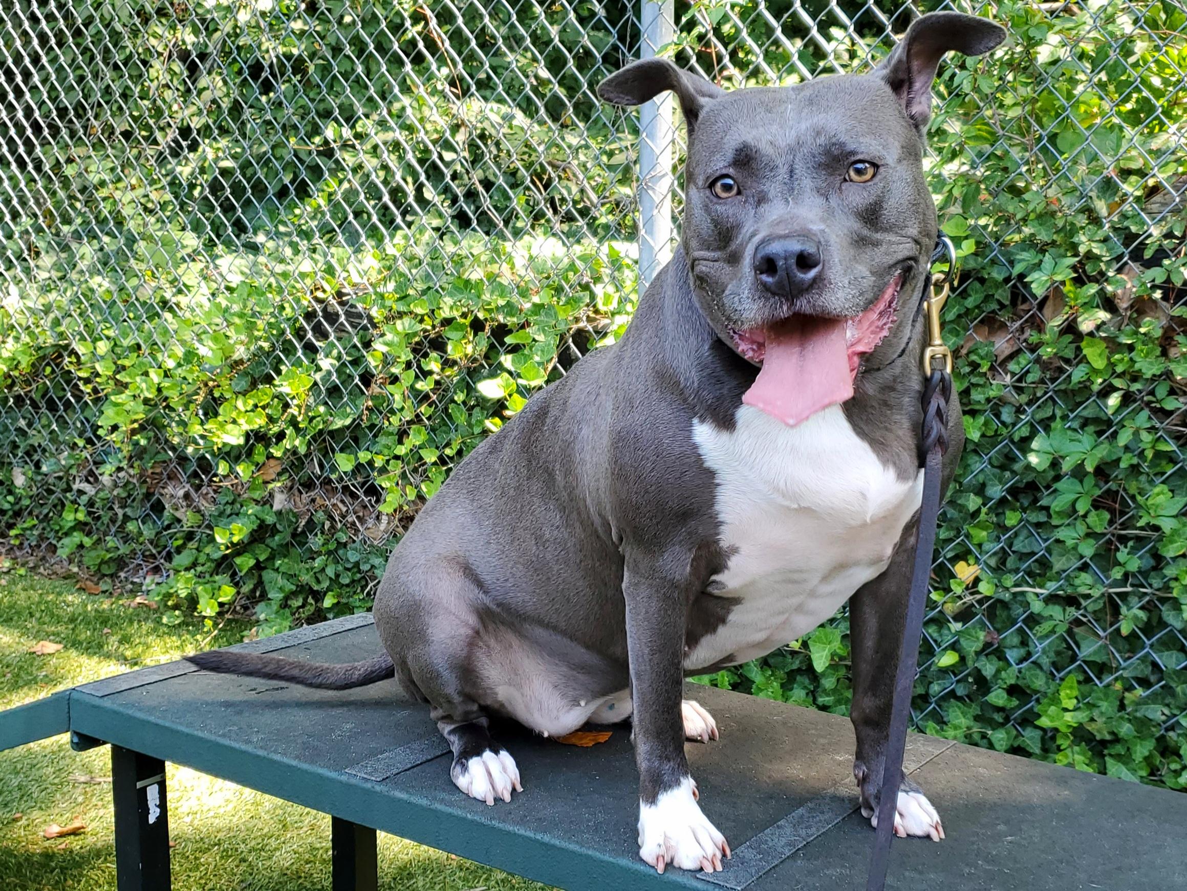 Enlarge Nova, a Adoptable Pit Bull Terrier in Port Washington, NY image 5/6