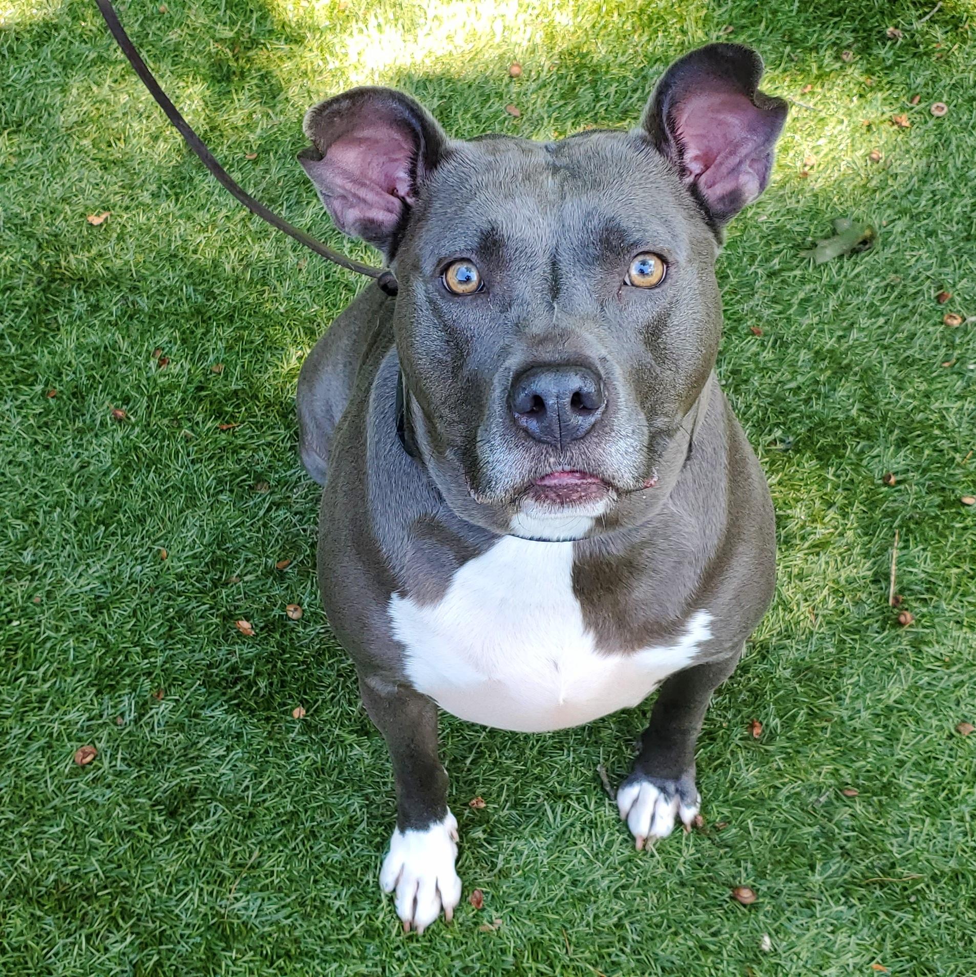 Nova, Adoptable, Adult Female Pit Bull Terrier.
