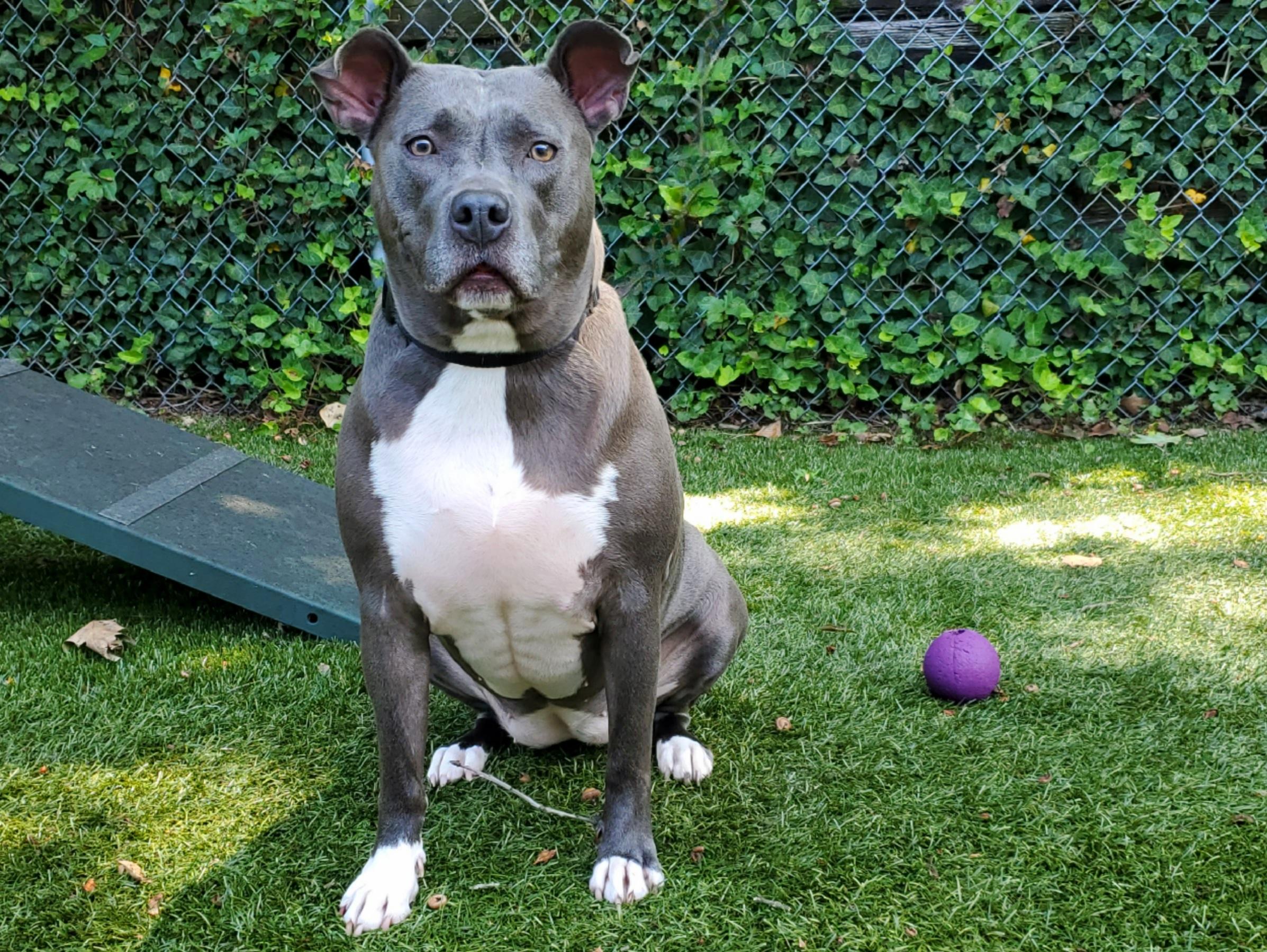Enlarge Nova, a Adoptable Pit Bull Terrier in Port Washington, NY image 6/6