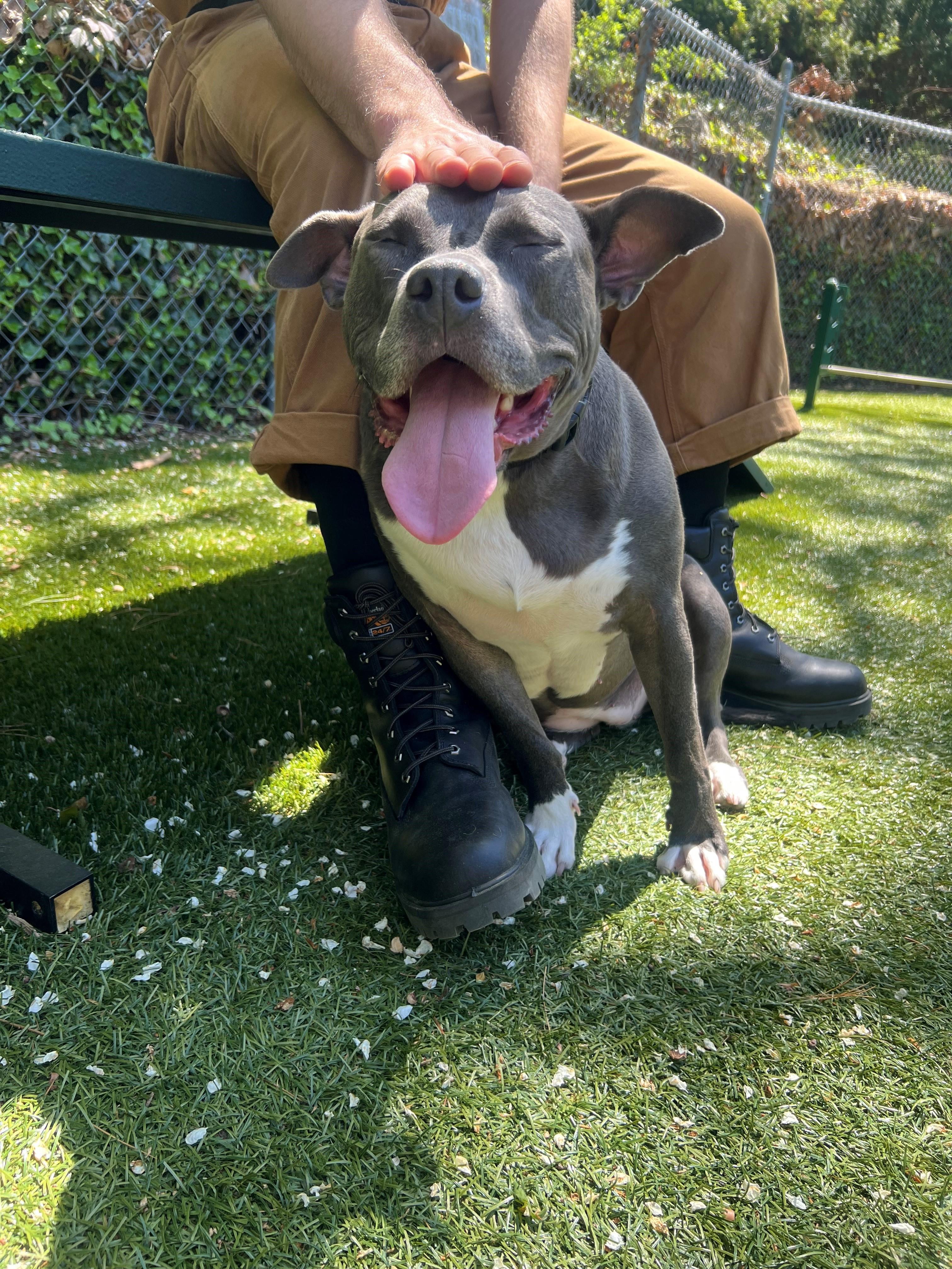 Enlarge Nova, a Adoptable Pit Bull Terrier in Port Washington, NY image 2/6