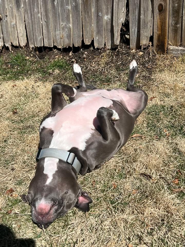 Enlarge Nova, a Adoptable Pit Bull Terrier in Port Washington, NY image 4/6