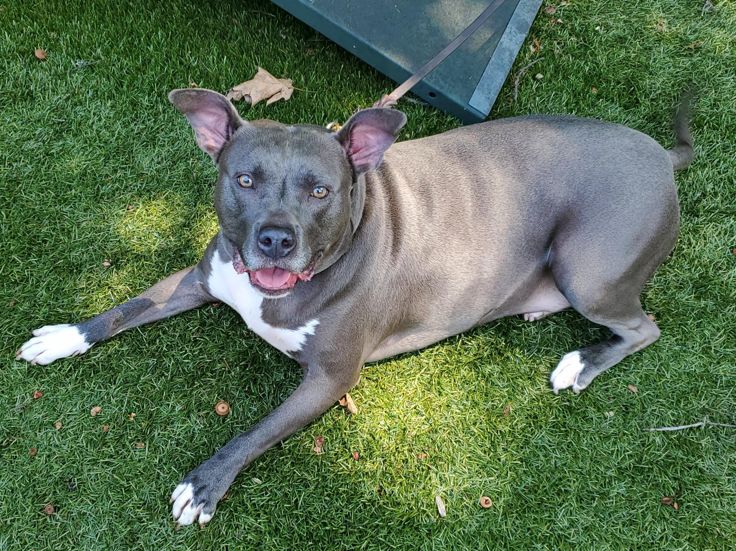 Enlarge Nova, a Adoptable Pit Bull Terrier in Port Washington, NY image 3/6