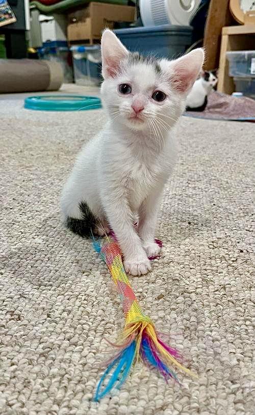 Luna, Willow Grove Area, (FCID 06/17/2025-137)