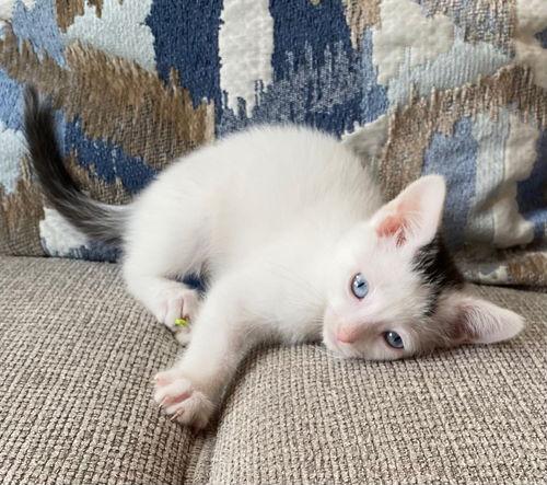 Luna, Willow Grove Area, (FCID 06/17/2025-137)