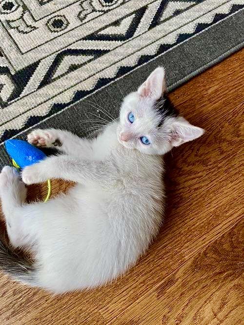 Luna, Willow Grove Area, (FCID 06/17/2025-137)
