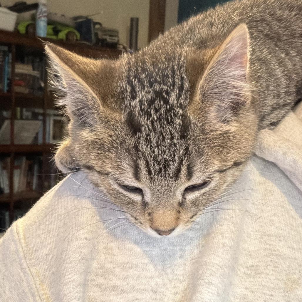 Acorn, Adoptable, Kitten Male Domestic Short Hair.