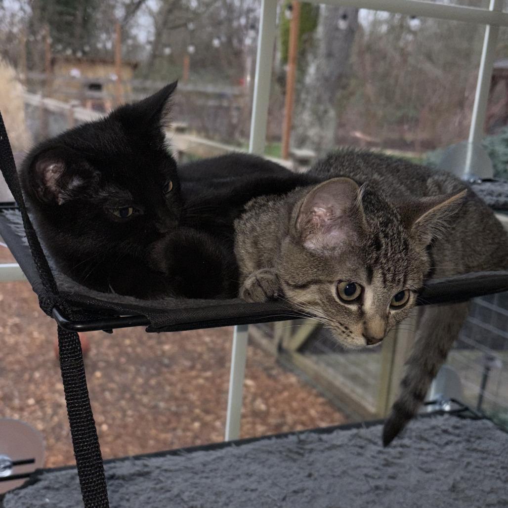 Acorn, a Adoptable Domestic Short Hair in Milbank, SD image 2/3