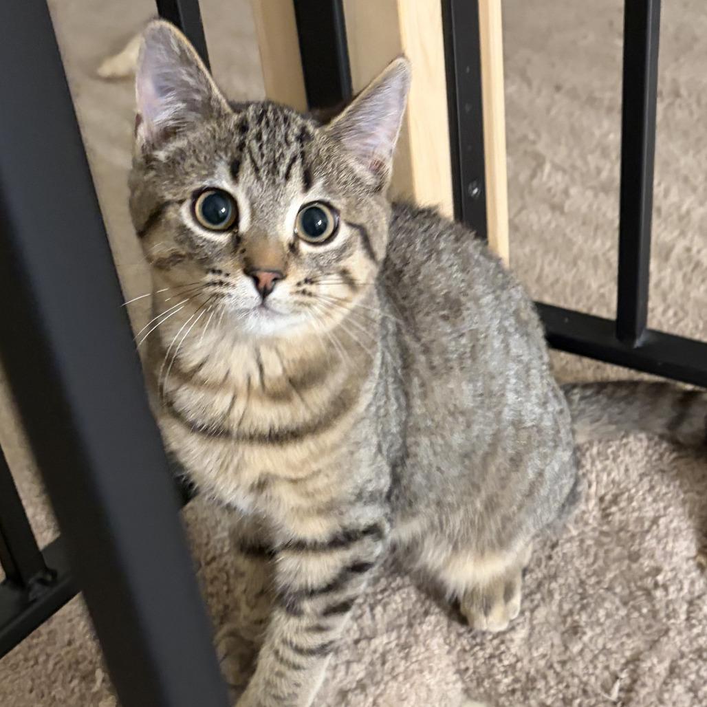 Acorn, a Adoptable Domestic Short Hair in Milbank, SD image 3/3