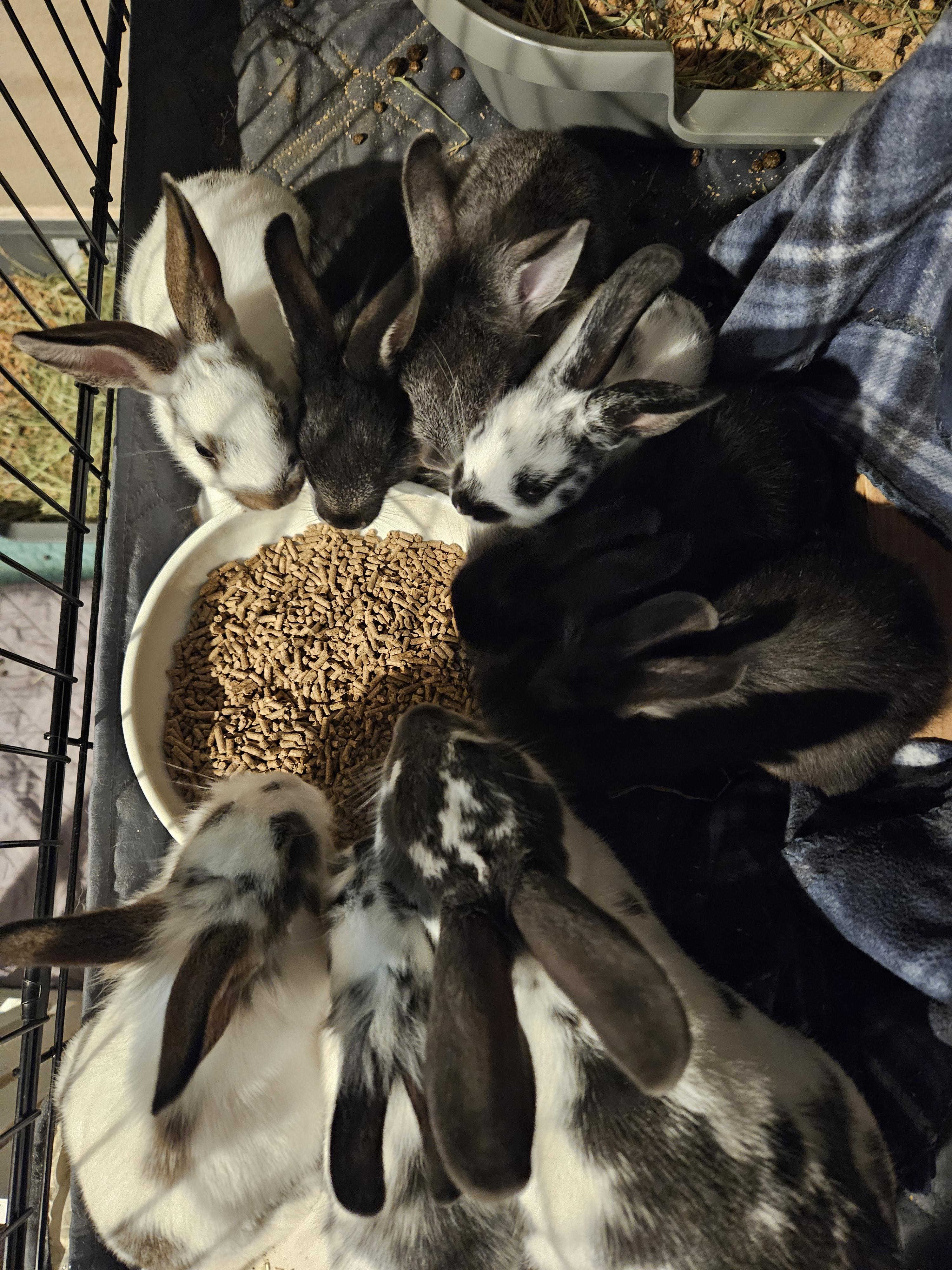 Enlarge 8 Baby Bunnies, a ADOPTABLE mixed breed in FOLEY, AL image 1/1