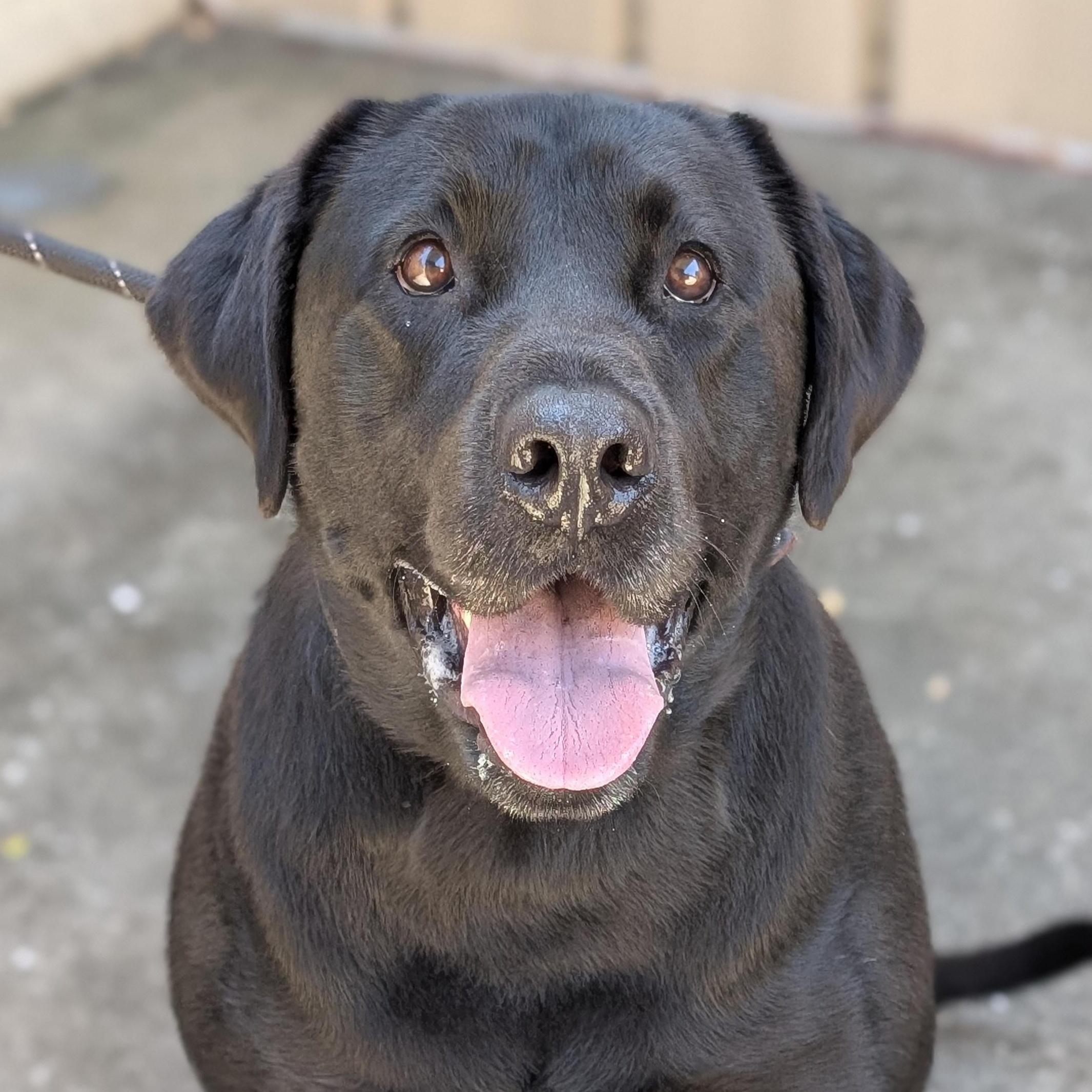 Enlarge Tucker, a ADOPTABLE Black Labrador Retriever in St. Augustine, FL image 1/1