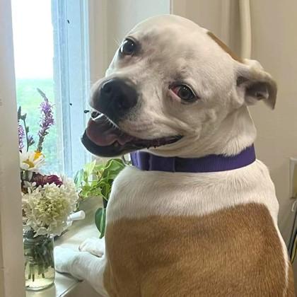 Enlarge Delilah, a Adoptable mixed breed in Syracuse, NY image 1/2