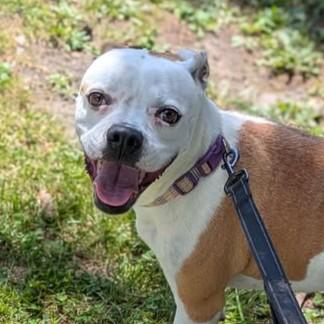 Enlarge Delilah, a Adoptable mixed breed in Syracuse, NY image 2/2