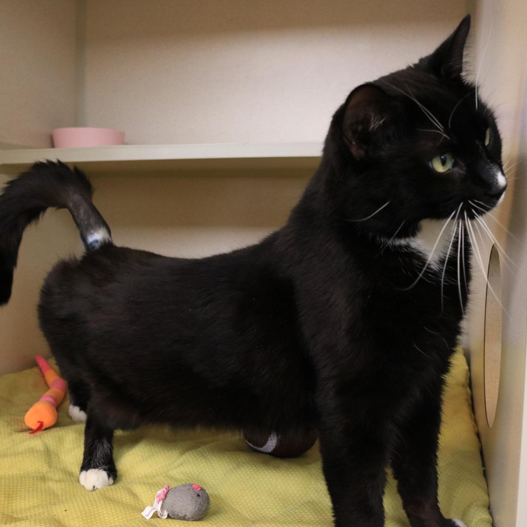 Enlarge Natlan, a Adoptable Domestic Short Hair in Rifle, CO image 2/4