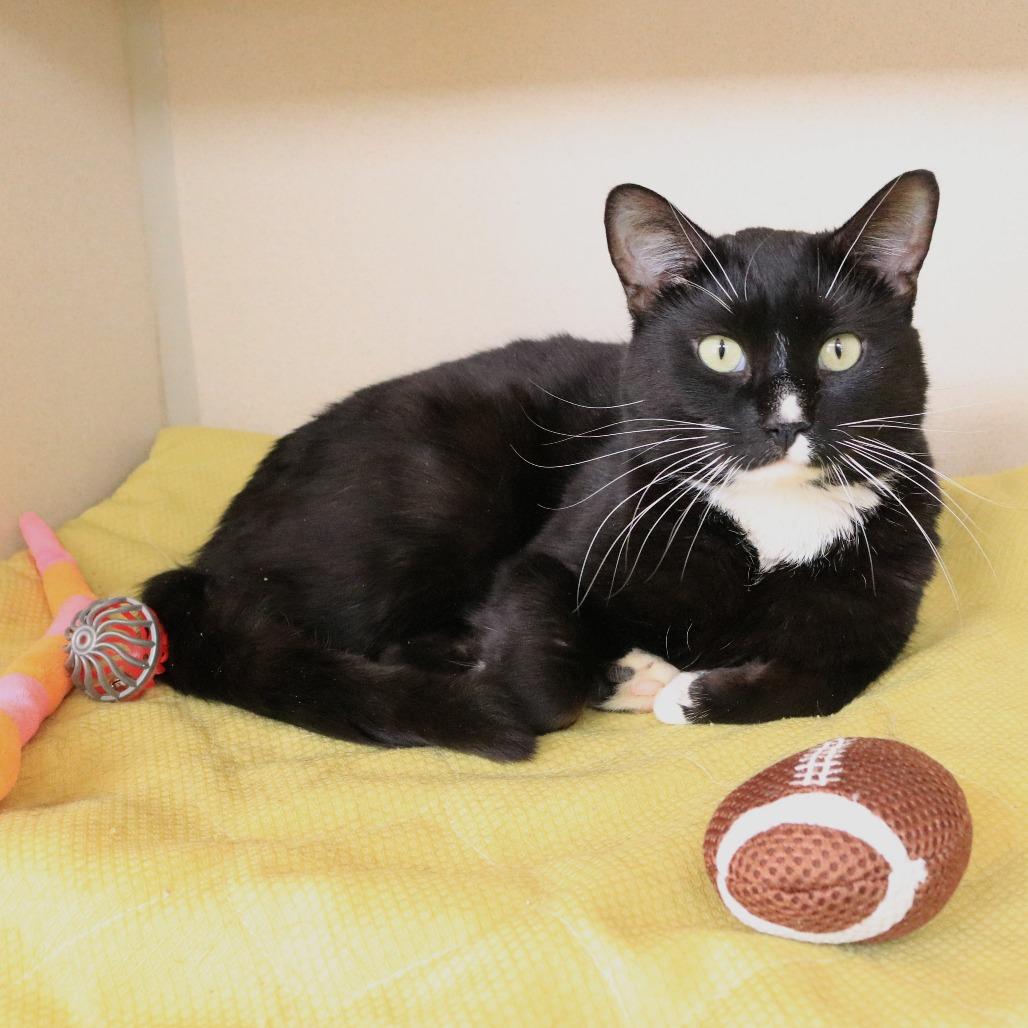 Enlarge Natlan, a Adoptable Domestic Short Hair in Rifle, CO image 3/4