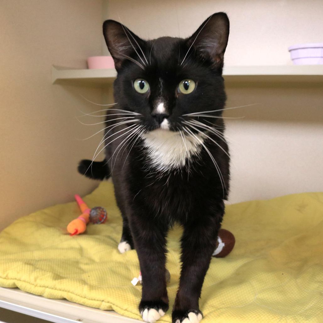 Enlarge Natlan, a Adoptable Domestic Short Hair in Rifle, CO image 4/4