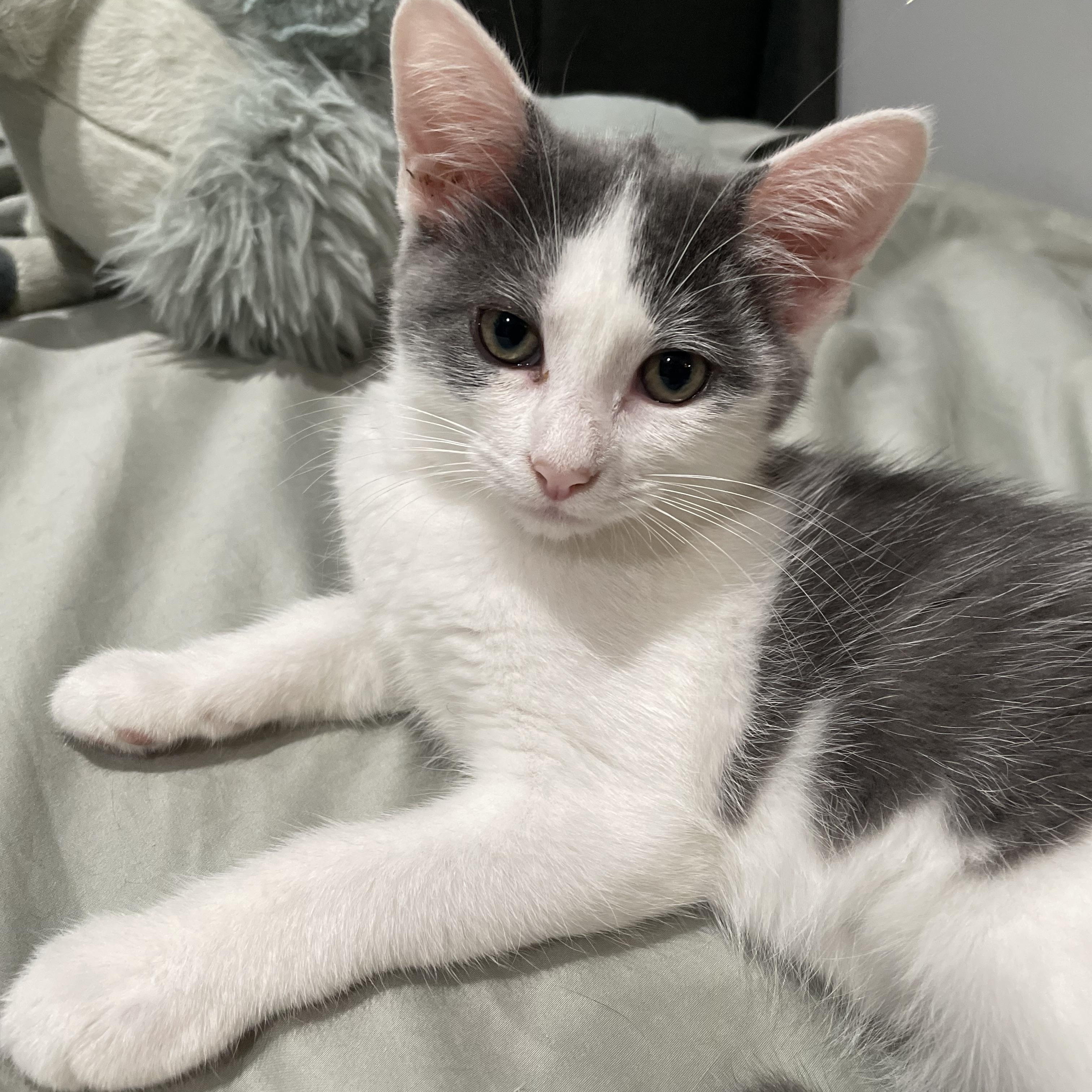 Enlarge Kitty, a Adoptable Domestic Short Hair in Haddon Heights, NJ image 2/3