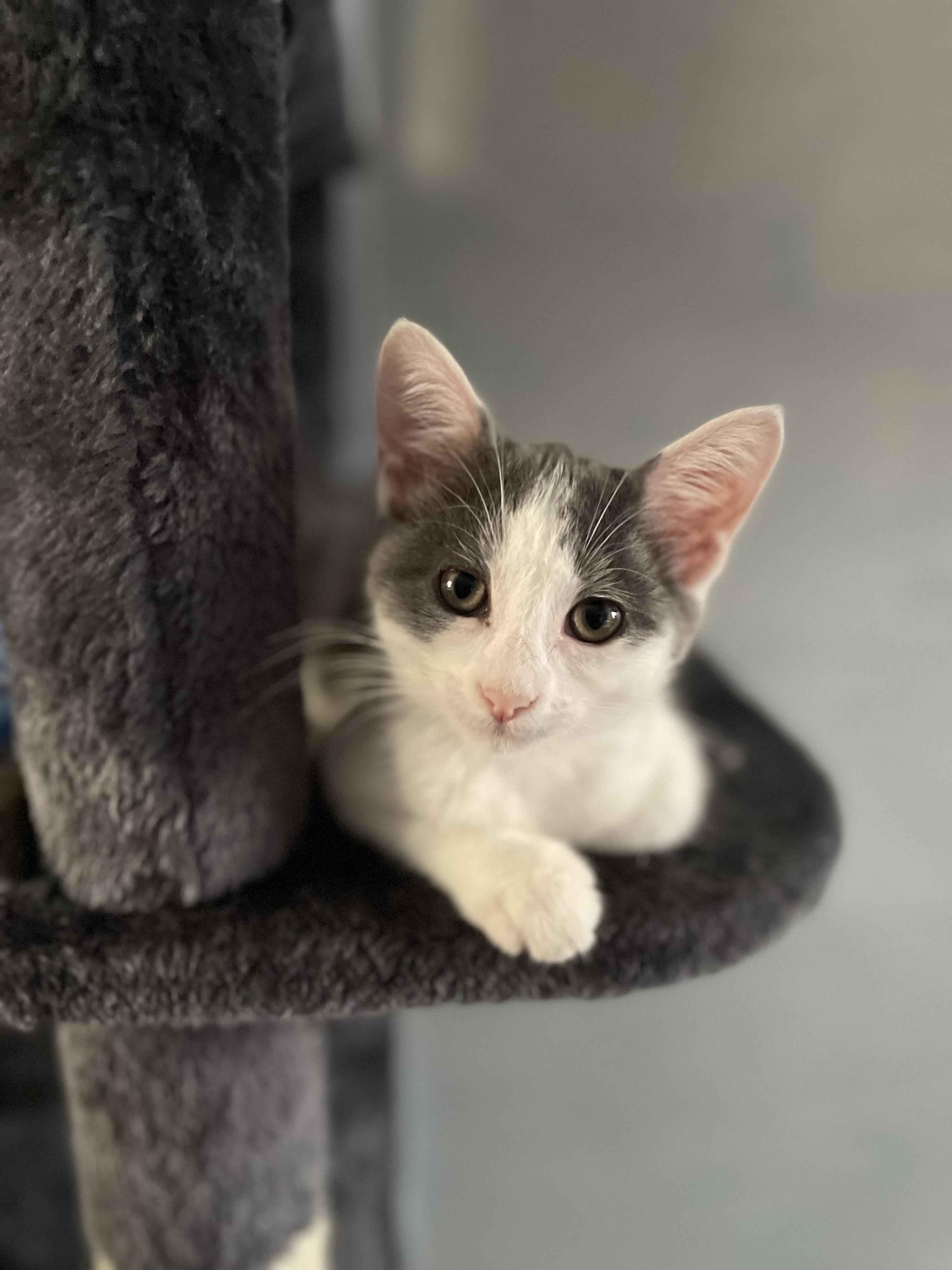 Kitty, Adoptable, Kitten Female Domestic Short Hair.