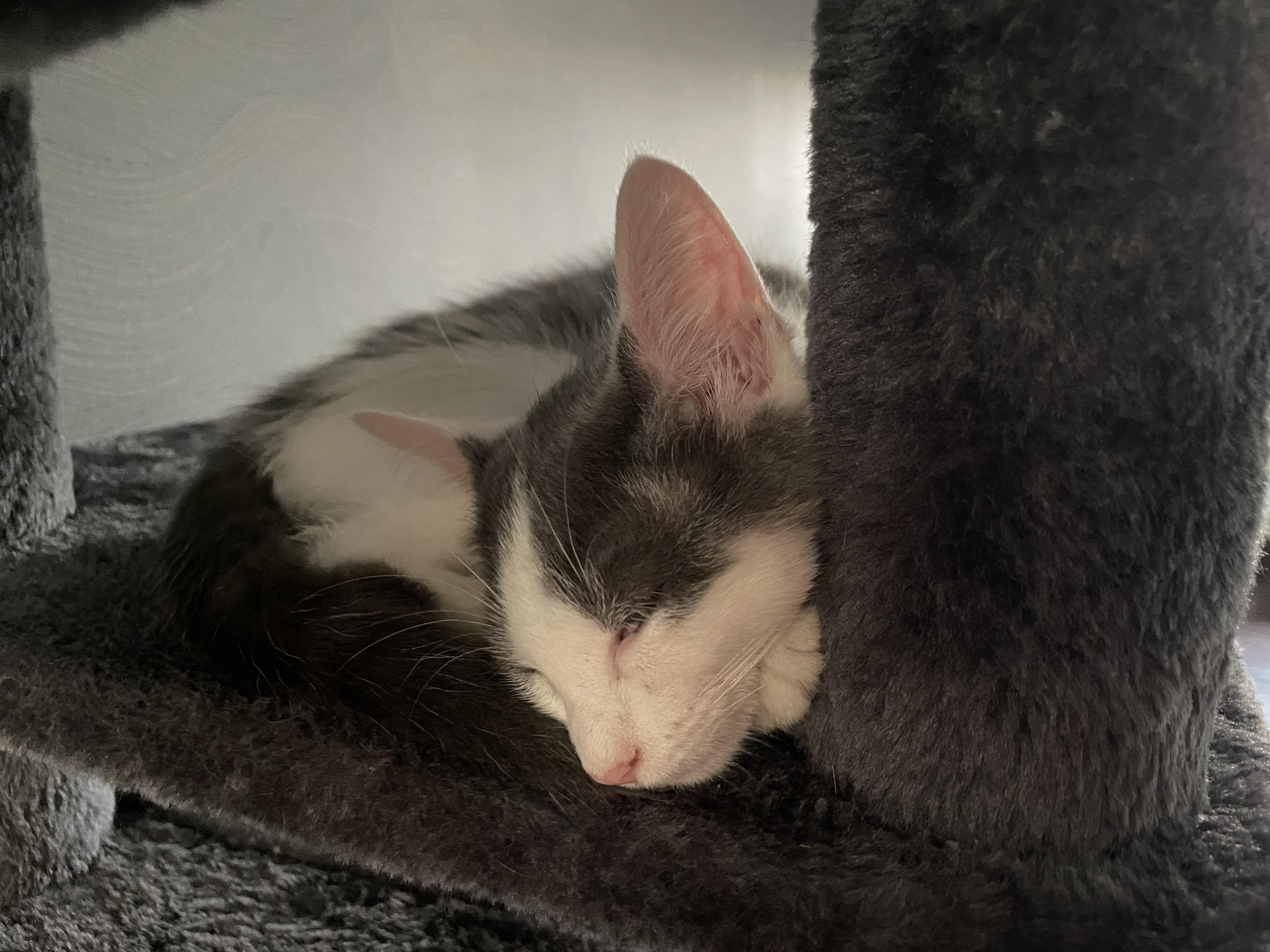 Enlarge Kitty, a Adoptable Domestic Short Hair in Haddon Heights, NJ image 3/3