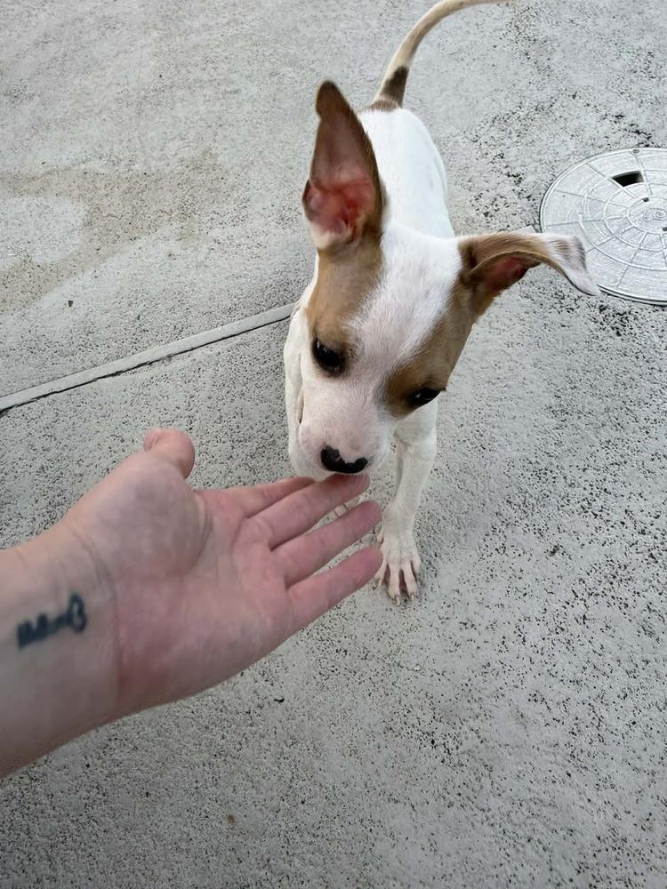 Enlarge Brianna, a Adoptable mixed breed in Deltona, FL image 2/4