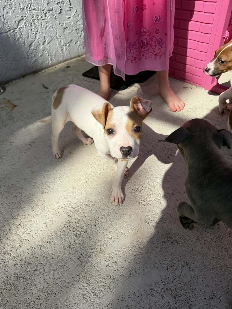 Enlarge Brianna, a Adoptable mixed breed in Deltona, FL image 3/4