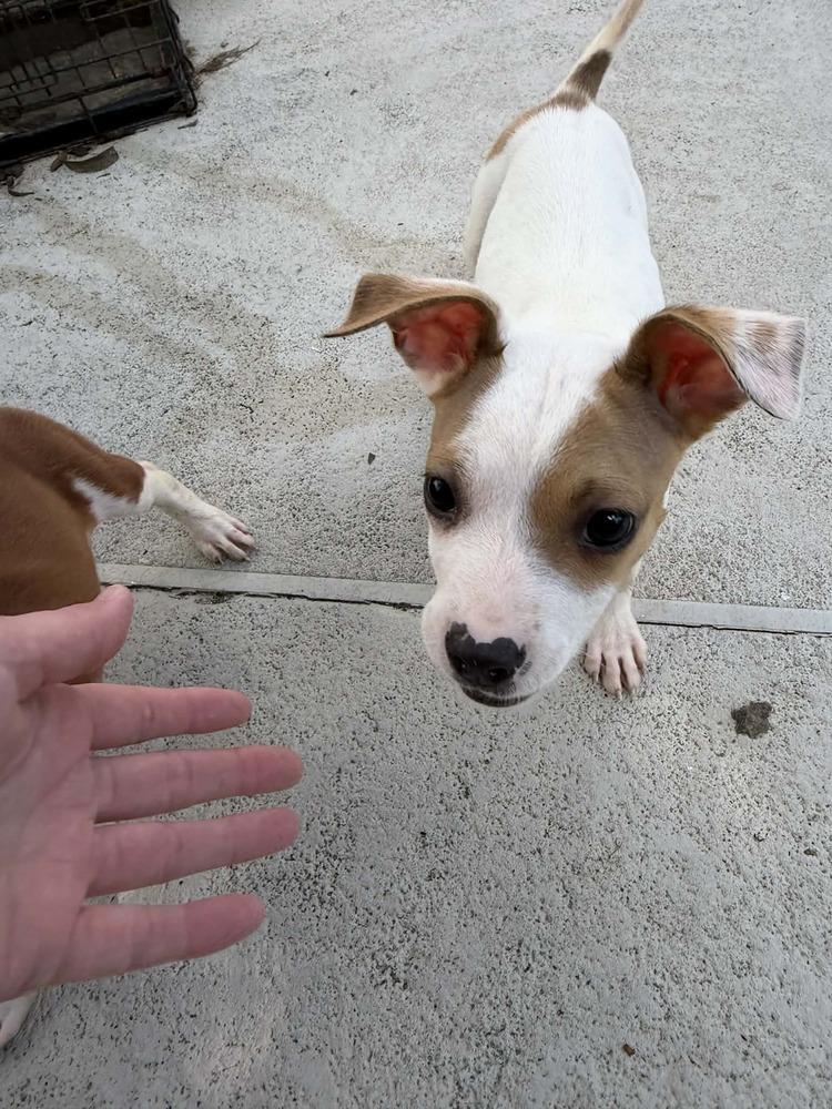 Enlarge Brianna, a Adoptable mixed breed in Deltona, FL image 4/4