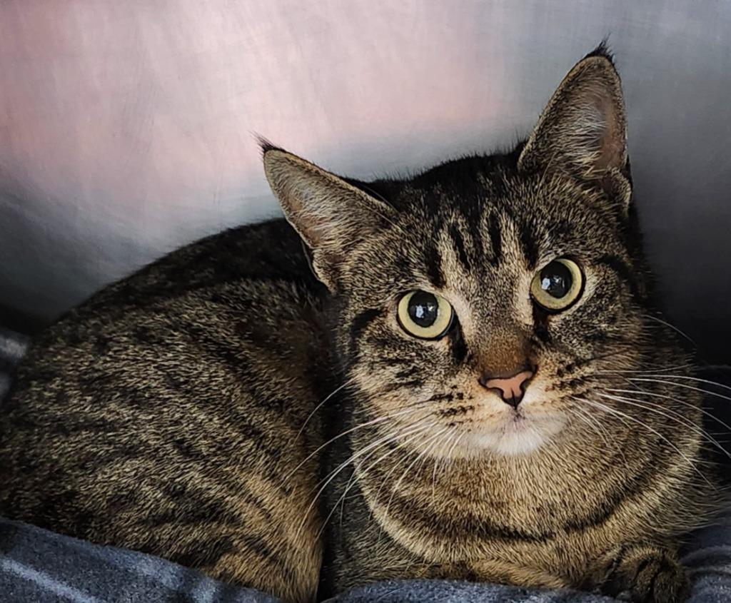 Trill, Adoptable, Young Female Domestic Short Hair.