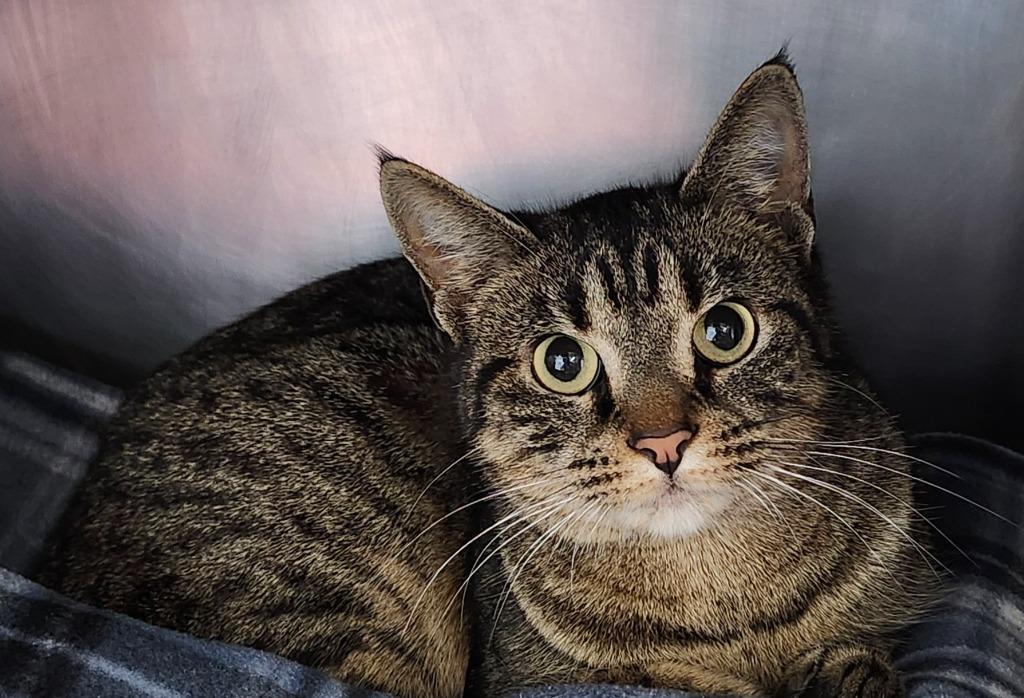 Enlarge Trill, a Adoptable mixed breed in Cincinnati, OH image 2/3