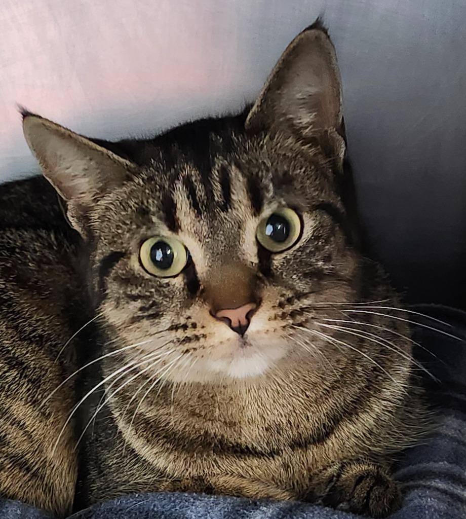 Enlarge Trill, a Adoptable mixed breed in Cincinnati, OH image 3/3