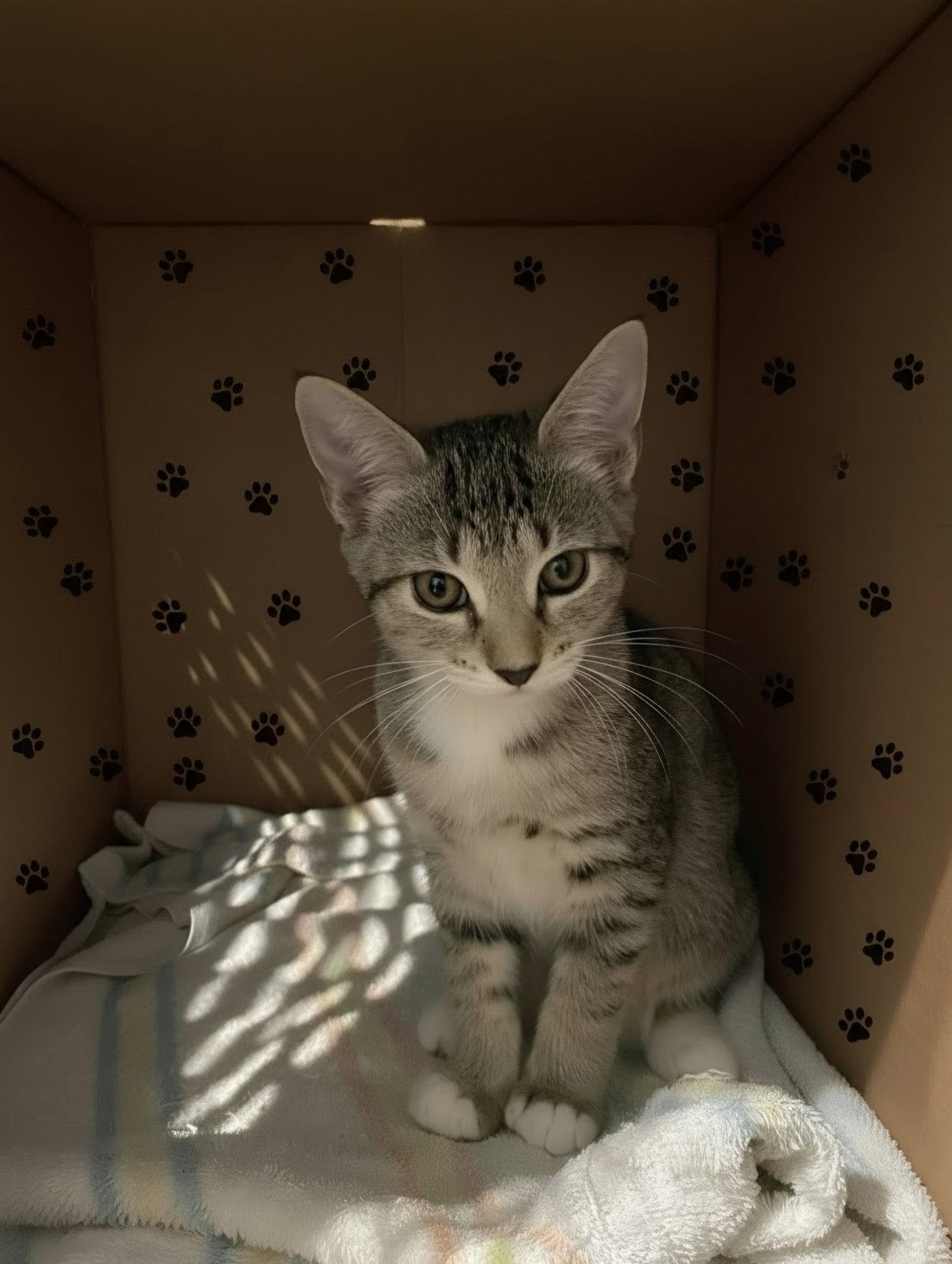 Dinky, Adoptable, Kitten Female Domestic Short Hair.