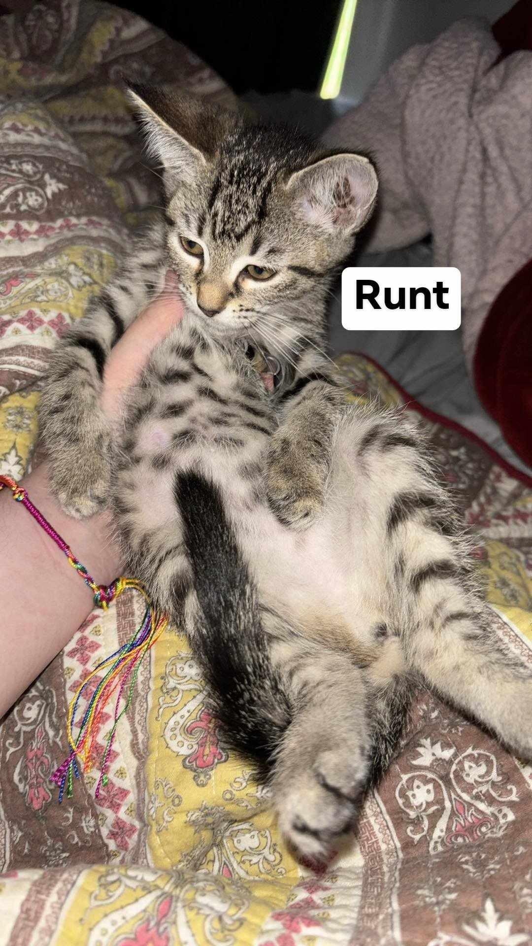 Runt, Baby Female Domestic Short Hair