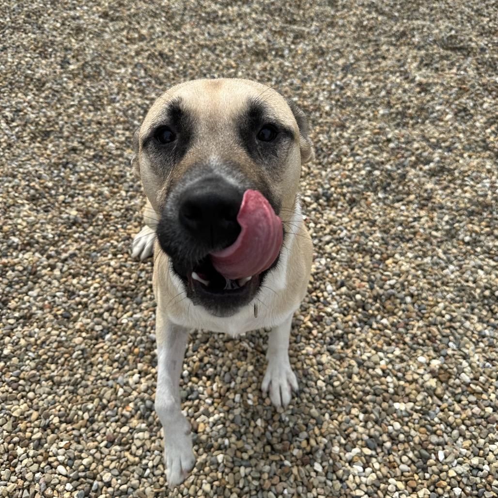 Romeo, a ADOPTABLE mixed breed in Clinton, IL image 4/5