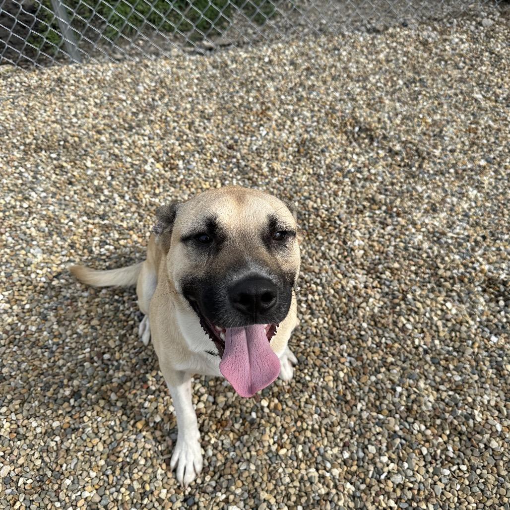 Romeo, a ADOPTABLE mixed breed in Clinton, IL image 2/5