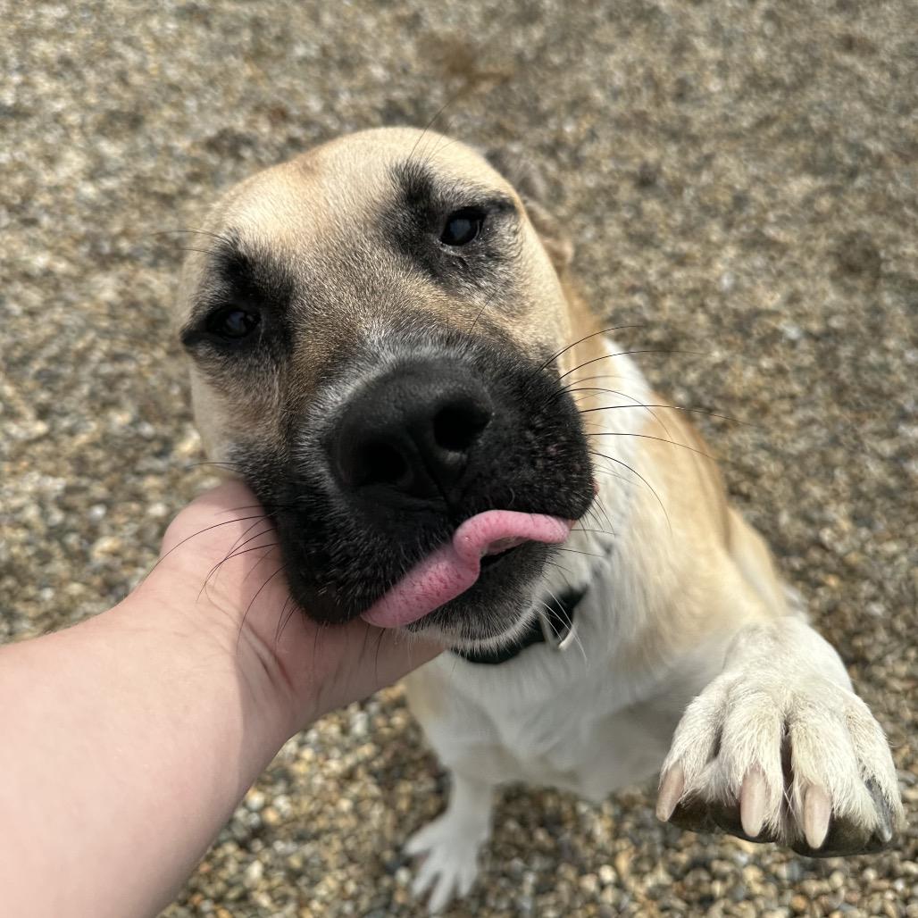 Romeo, ADOPTABLE, Adult Male Great Pyrenees & German Shepherd Dog.