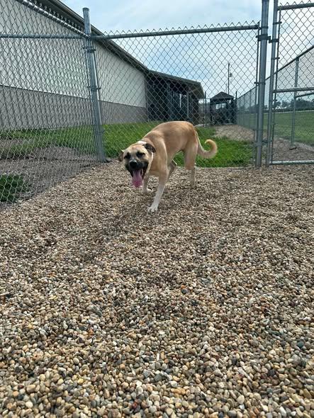 Romeo, a ADOPTABLE mixed breed in Clinton, IL image 5/5