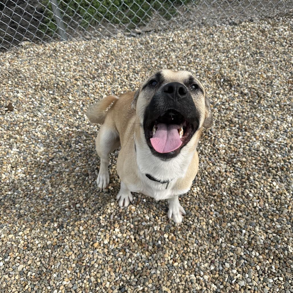 Romeo, a ADOPTABLE mixed breed in Clinton, IL image 3/5