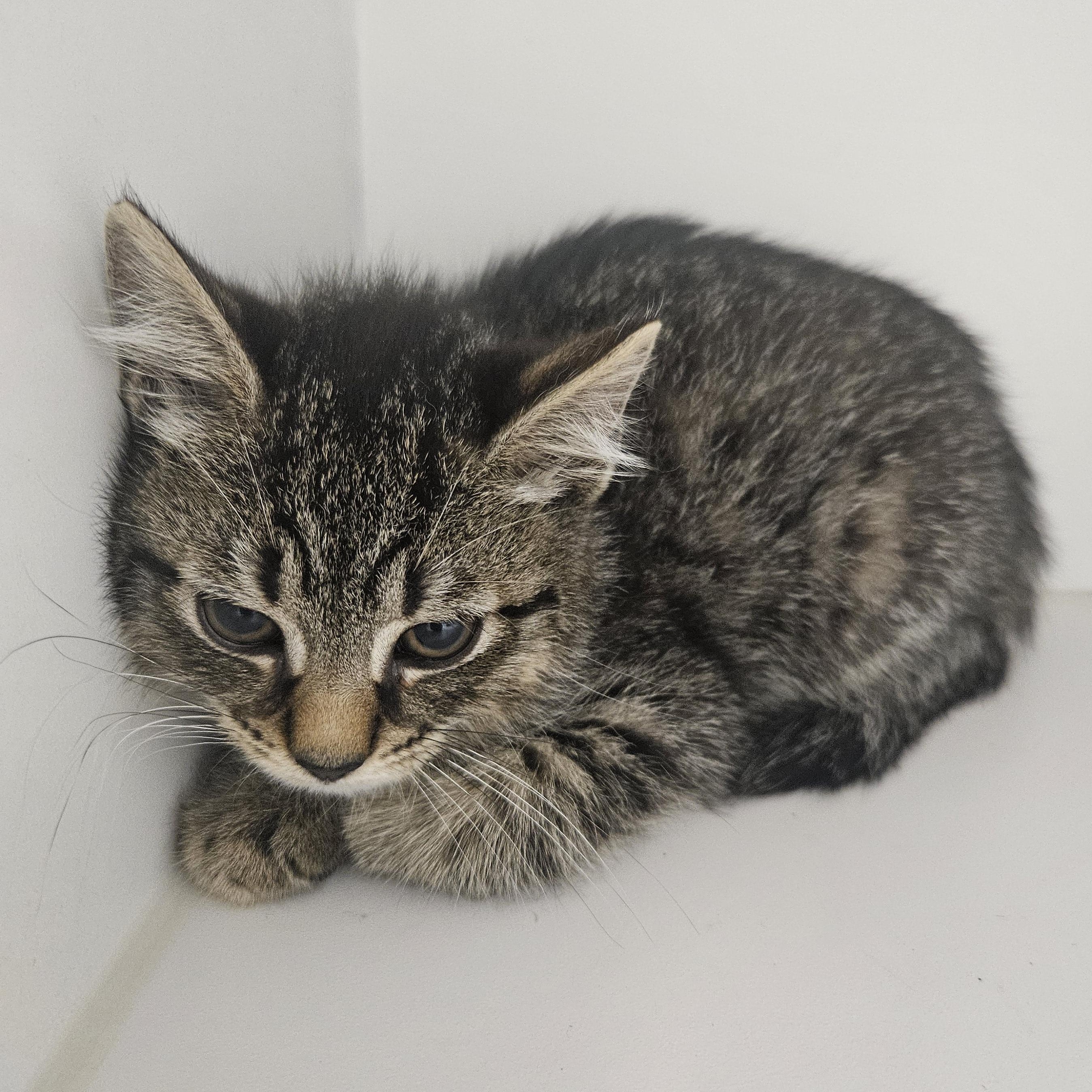 Tobey, adopted, Kitten Male Domestic Short Hair.