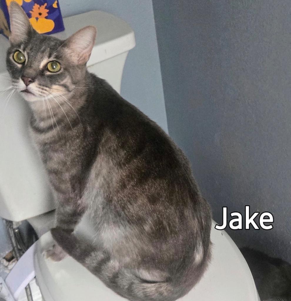 Jake, Adoptable, Adult Male Domestic Short Hair.