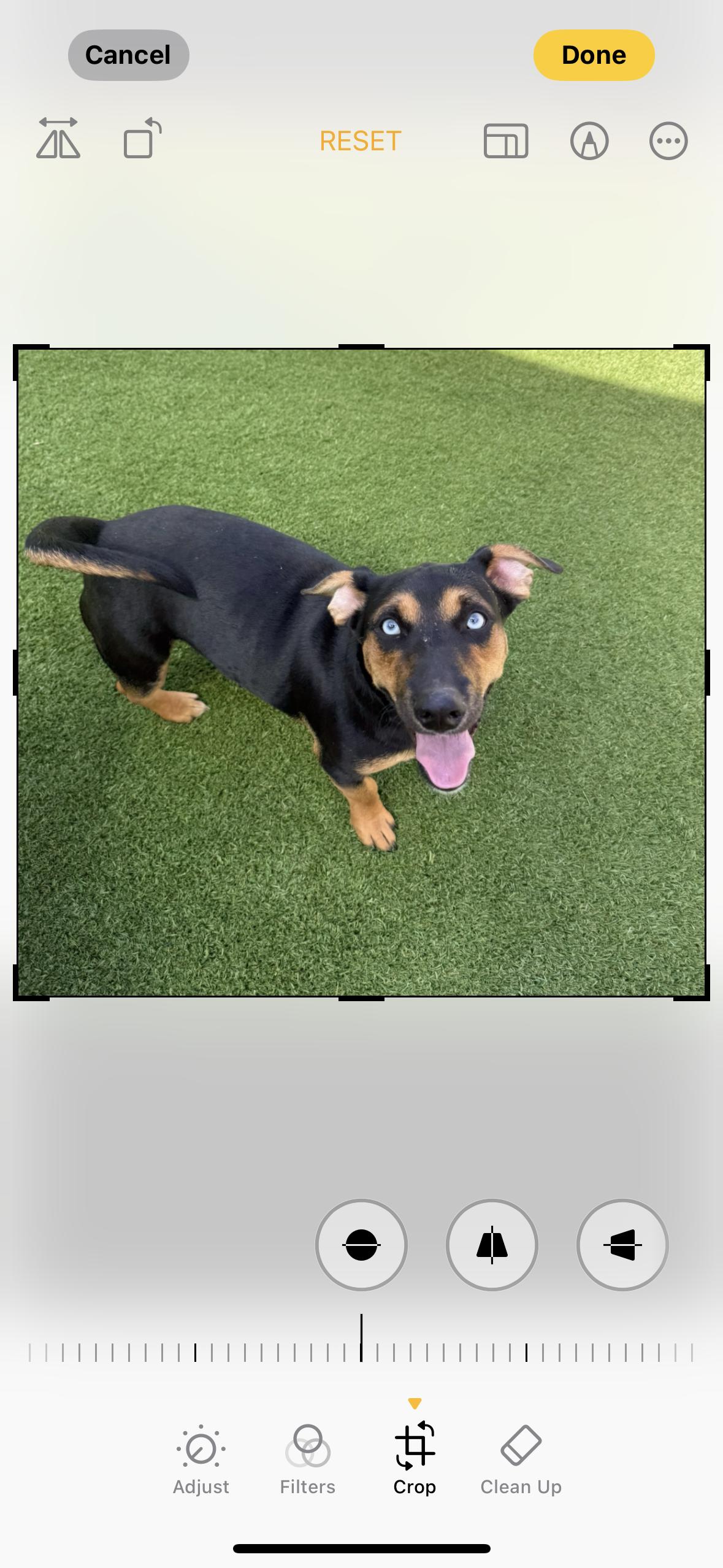 Small Fry, adopted, Young Male Corgi & Husky.