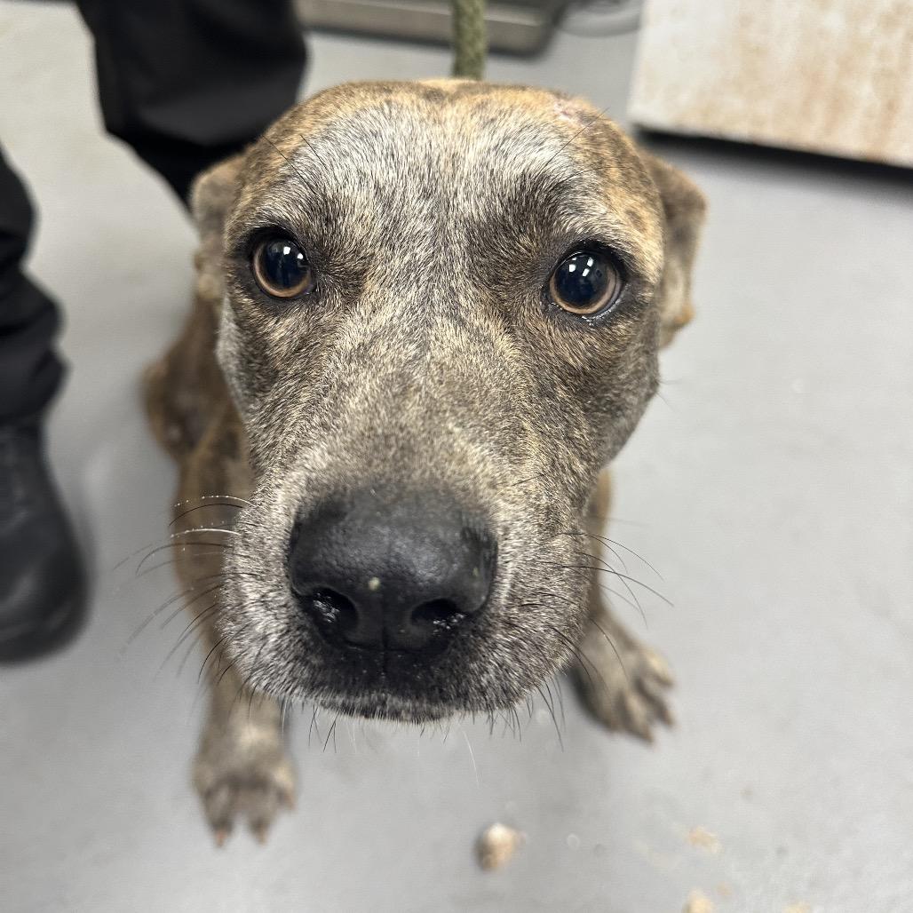 Viola 3224 — thumbnail 2