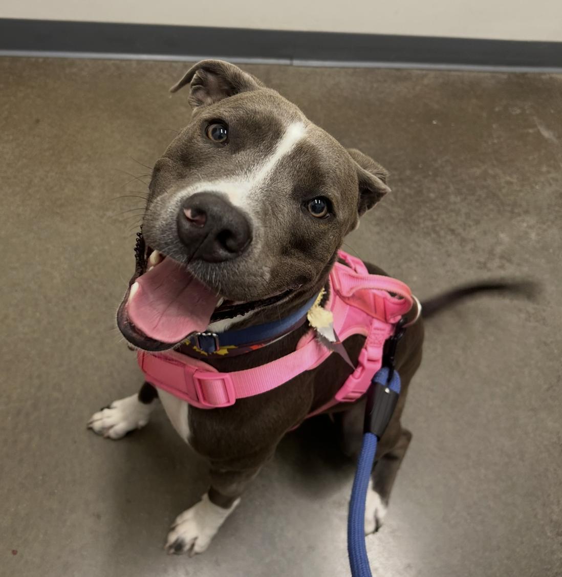 Blue, ADOPTABLE, Adult Male American Staffordshire Terrier.