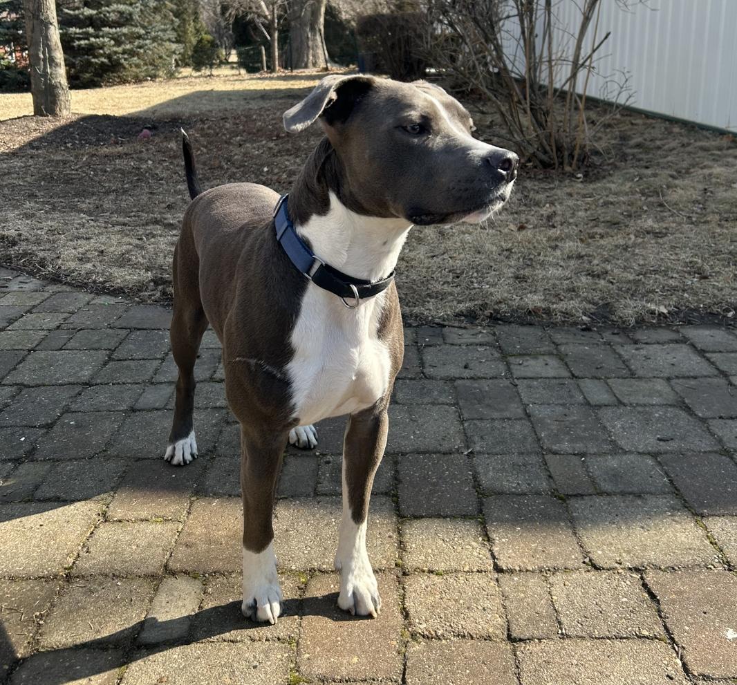 Blue, a ADOPTABLE mixed breed in Aurora, IL image 3/5