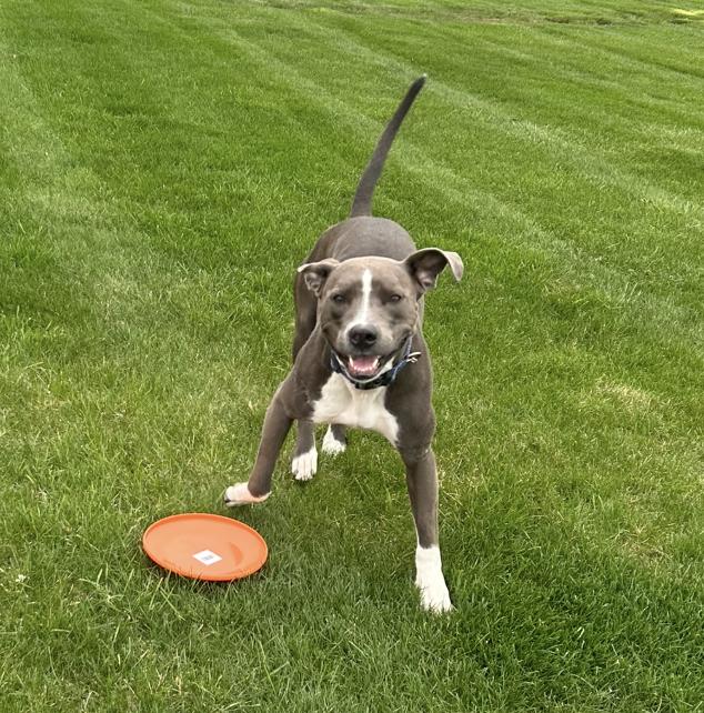 Blue, a ADOPTABLE mixed breed in Aurora, IL image 5/5