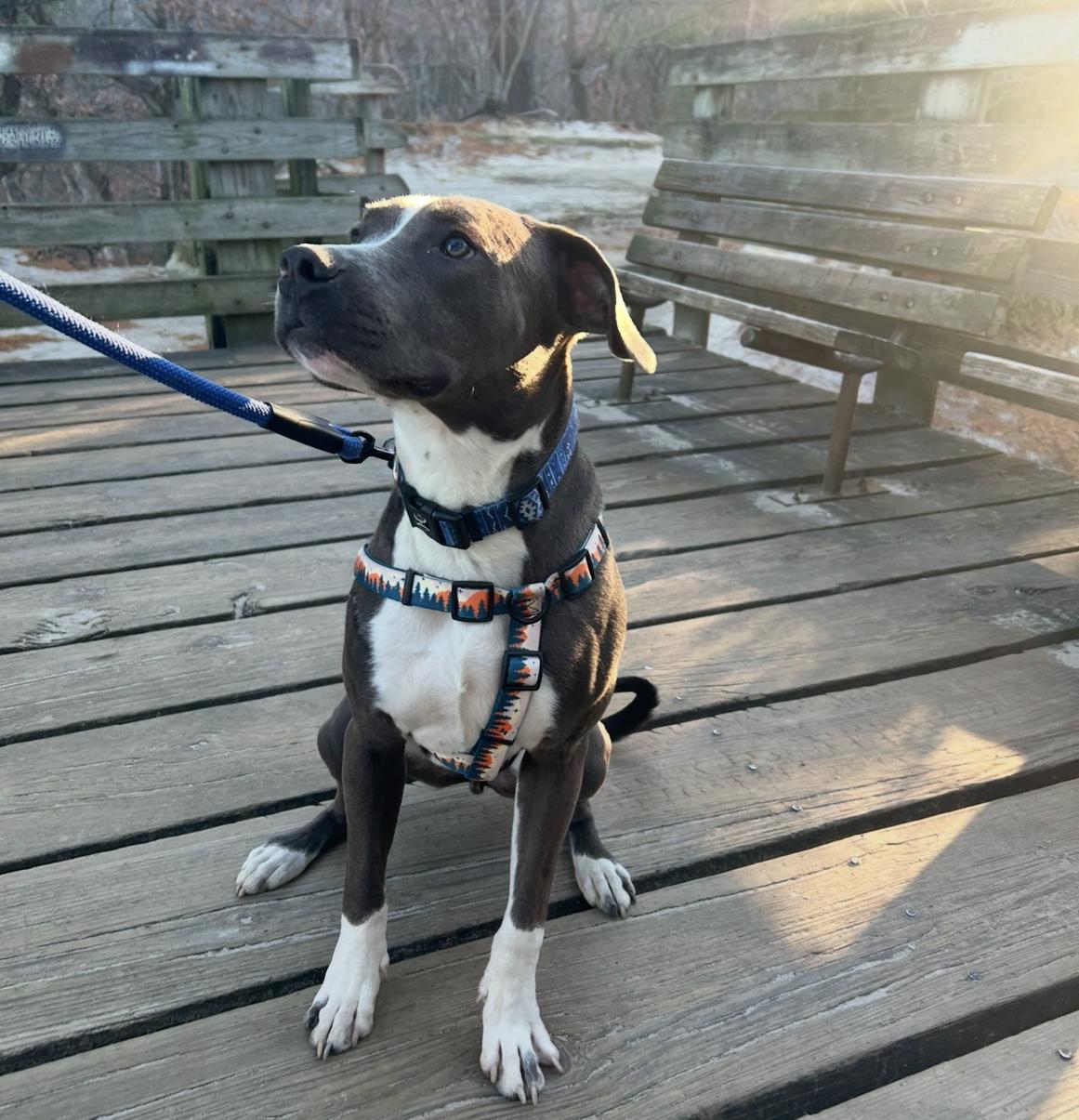 Blue, a ADOPTABLE mixed breed in Aurora, IL image 4/5
