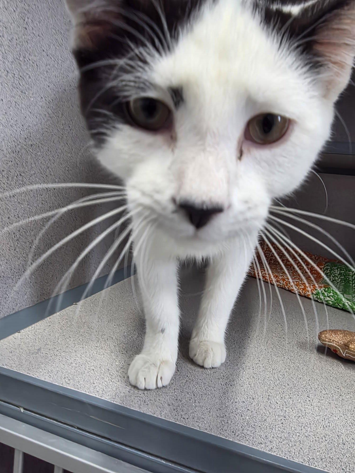 Enlarge Moo, a Adoptable Domestic Short Hair in Knoxville, IA image 1/3