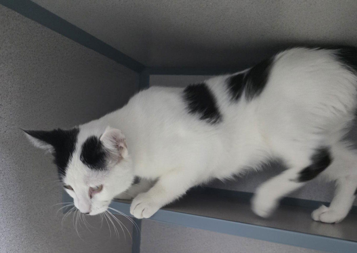 Enlarge Moo, a Adoptable Domestic Short Hair in Knoxville, IA image 2/3