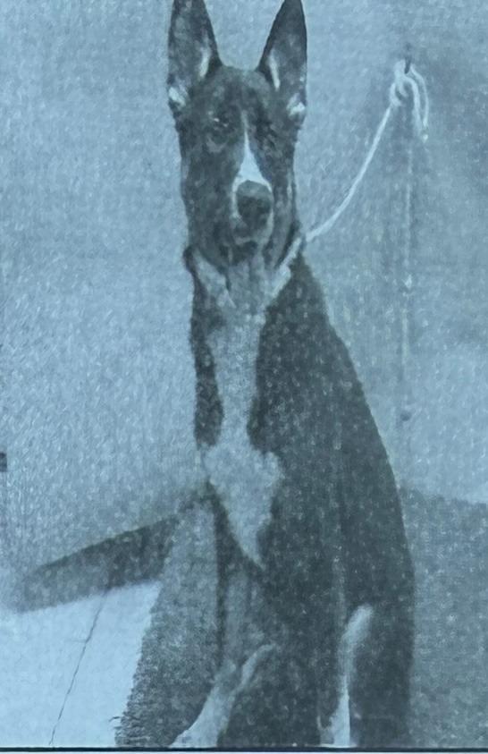 Enlarge Kong Carson, a Adopted mixed breed in San Pedro, CA image 1/1