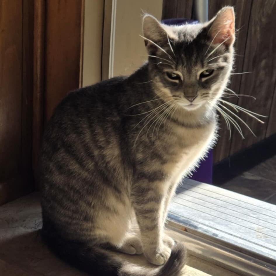 Enlarge Toby (**Bonded with Sasha), a Adoptable Domestic Short Hair in Philadelphia, PA image 2/3